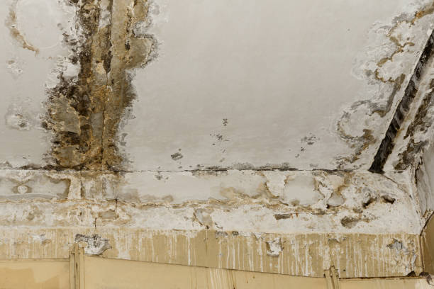 Best HVAC Mold Inspection and Cleaning  in Ho Ho Kus, NJ