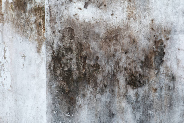 Best Air Quality Testing for Mold Spores  in Ho Ho Kus, NJ