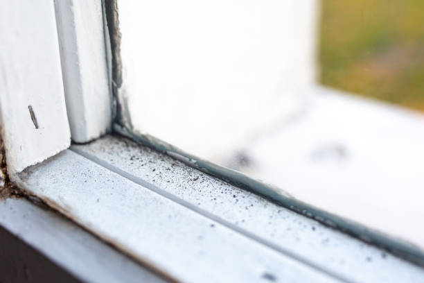Best Basement Mold Removal  in Ho Ho Kus, NJ