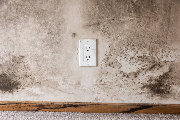 Best Water Damage & Mold Remediation  in Ho Ho Kus, NJ