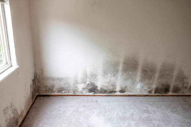Best Black Mold Removal  in Ho Ho Kus, NJ