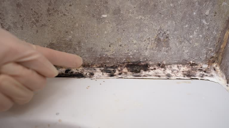 Best Environmental Consulting for Mold Prevention  in Ho Ho Kus, NJ