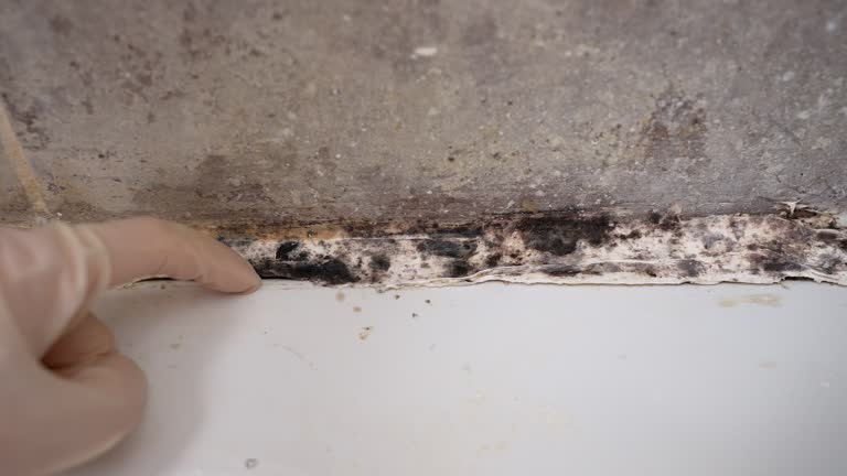 Best Asbestos and Lead Testing During Mold Inspection  in Ho Ho Kus, NJ